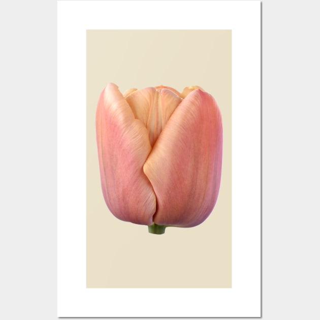 Tulipa &#39;La Belle epoque&#39;  Double Early Tulip Wall Art by chrisburrows